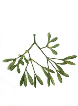 Hanging Mistletoe Bunch